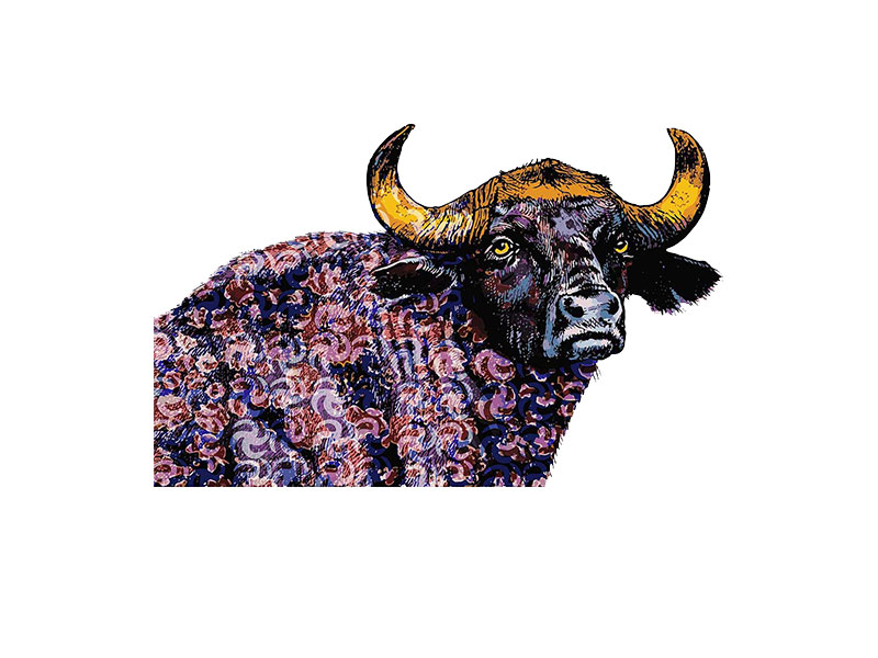 Buffalo