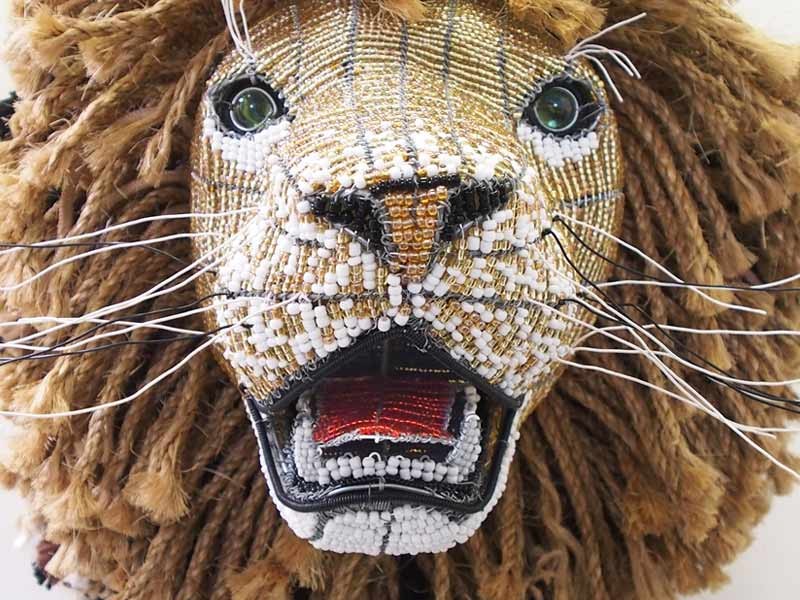 Lion Close Up